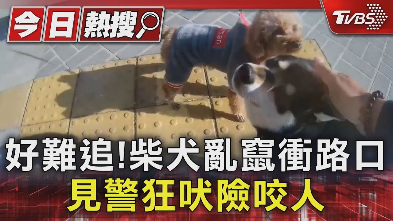 好難追！桃園柴犬亂竄衝路口　見警狂吠險咬人