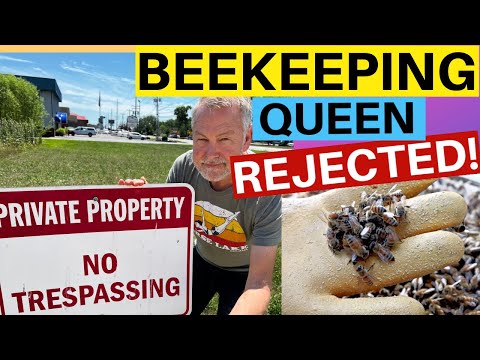 Beekeeping | How Bees Behave When They Reject A Queen
