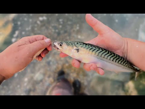 Different Ways to Catch Mackerel