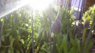 Differences between plants and animals