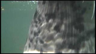 preview picture of video 'Underwater camera and Harbour Seals in Sooke, British Columbia'