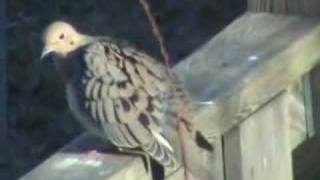 Mourning Dove outside