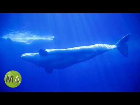 8 Hours of Whale Sounds Deep Underwater (Version 2) for Sleep and Relaxation