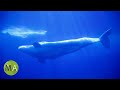 8 Hours Of Whale Sounds Deep Underwater Version 2 For Sleep And Relaxation