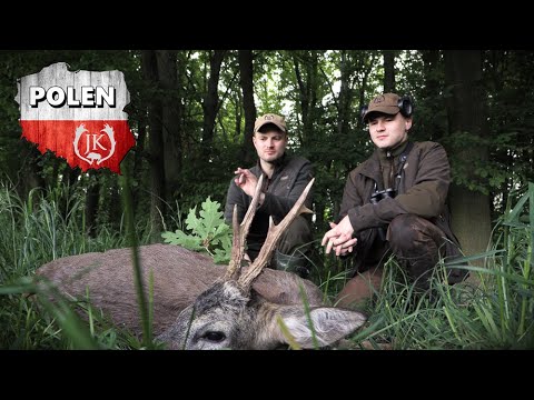 Mai Bockjagd in Niederschlesien Polen - Jagdkrone
