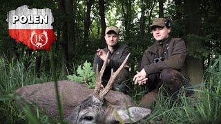 Mai Bockjagd in Niederschlesien Polen - Jagdkrone