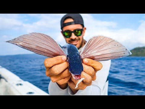 image-Can humans eat flying fish?