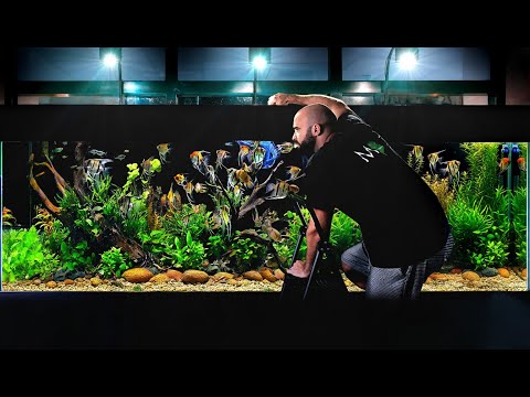 I Added Over 100 FISH into My Huge Ecosystem Aquarium