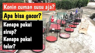 Download lagu CAN I GACOR IF I ONLY FEED KONIN MILK??? mp3