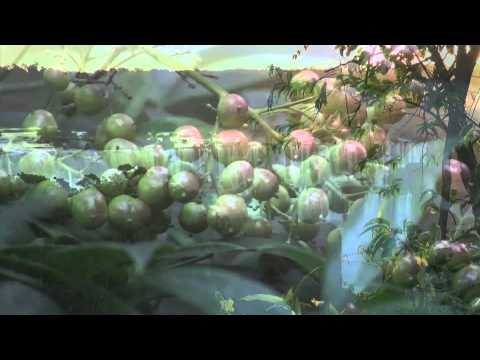 Cantos lldm Bitia&Abisai ventura JUNTO A EL