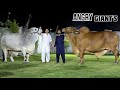 Biggest Brahman Bulls At Nagina Cattle Farm - Bakra Eid 2024 - Bakra Mandi 2024 - Dangerous Bulls