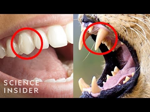 The Real Reason Humans Have Those Sharp Front Teeth