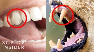 The Real Reason Humans Have Those Sharp Front Teeth
