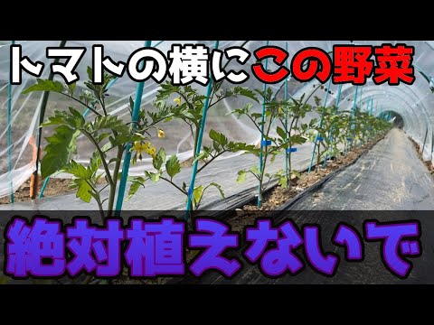 トマトの隣に植える花は何ですか 野菜 カーネーション インド バジル