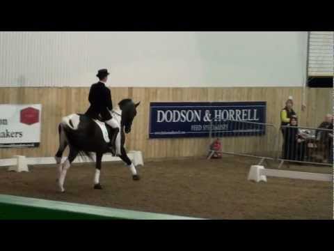 BBSH Stallion Event 2013 - Amour G