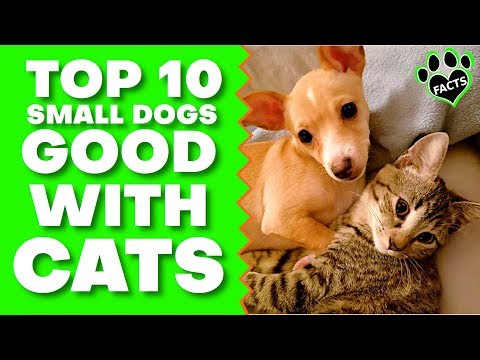 Top 10 Best Small Dog Breeds for Families with Cats - Dogs 101