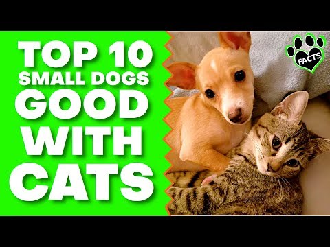 Top 10 Small Dog Breeds For Families With Cats - TopTenz