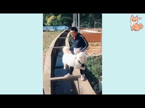 Cute Dog Funny Movement Video || Funny Cute Puppies ||