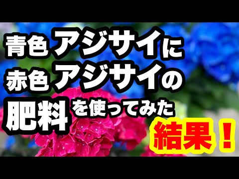 アジサイの肥料 色が変わる時期 酢の焙煎 コーヒーかす バナナの皮 自家製レシピ