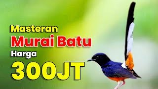 Download lagu MASTERAN MURAI BATU JUARA 1 NASIONAL | MURAI BATU FULL ISIAN TEMBAKAN MEWAH mp3