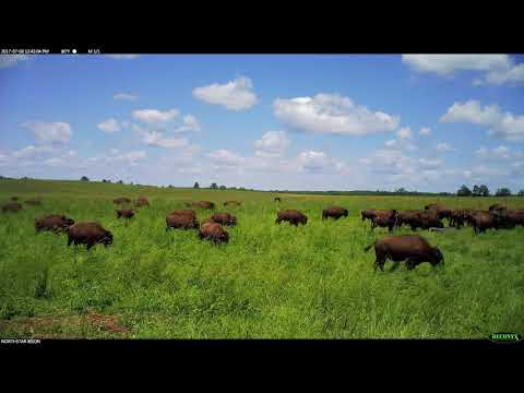 Life of Bison Time Lapse - Full 4K