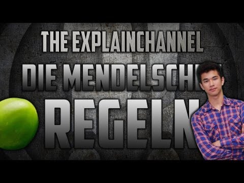 Die Mendelschen Regeln einfach erklärt
