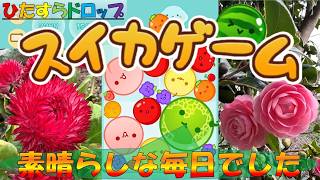 【スイカゲーム】ほのぼのしたひとときをフルーツ達と季節の花と名言と共に🌹息抜き、作業、育児、家事、仕事、勉強のBGMに、おやすみ前のひととき、ただただボ～っとしたいときに、 ごゆるりとごらんあれ♨