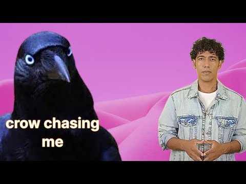 a dream about a crow chasing me for a single woman a married woman and a man