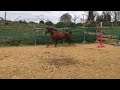 cheval,cso,cce