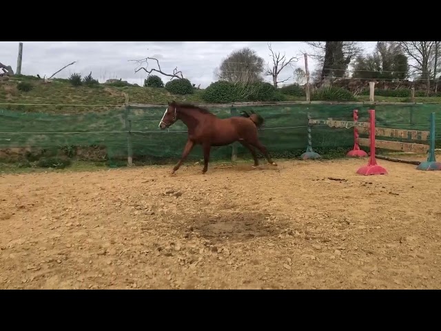cheval,cso,cce