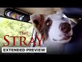 The Stray Road Trip