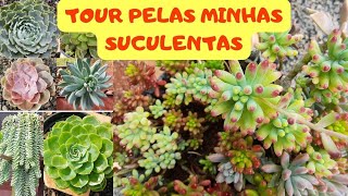 TOUR PELAS MINHAS SUCULENTAS