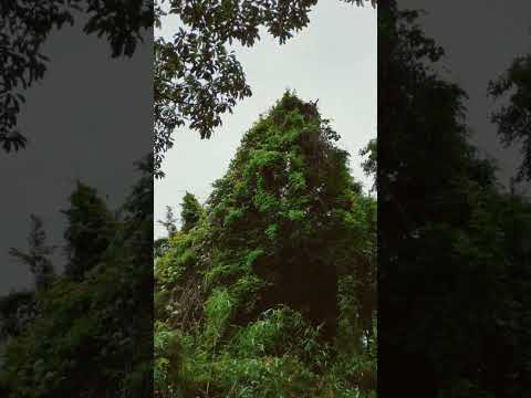 バラスト外装カーテンDIY小石金属ワイヤーシャンパンストッパースパークリングワイン