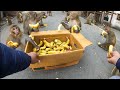 How monkeys eat bananas even in winter || feeding bananas to the monkey