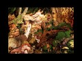 Blitzen Trapper - Echo/Always On/Easy Con - Beanut122 Blitzen Trapper - Echo/Always On/Easy Con