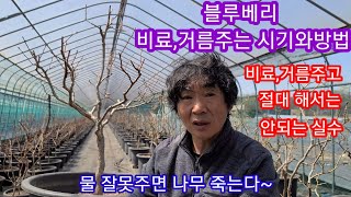 블루베리 나무,묘목 비료,거름주는시기와 방법,절대 해서는 안되는 실수~ 블루베리 키우기 블루베리 재배방법