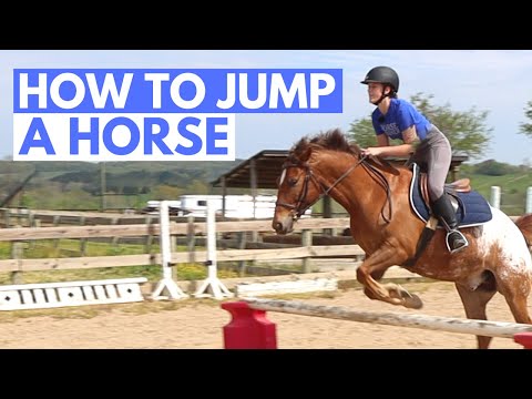 HOW TO JUMP A HORSE (easy beginner guide)