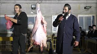 בדיקת בהמה -  ריאה טרפש ולב