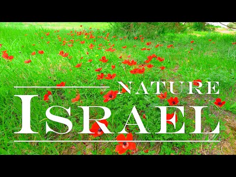 NATURE OF ISRAEL. Near the Border of The Gaza Strip and Anzac Monument