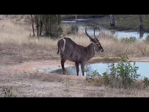 Djuma: Waterbuck bull - 16:34 - 07/23/20