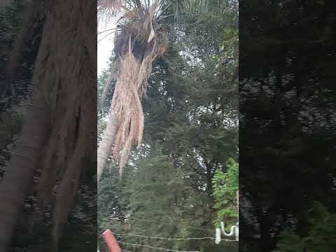 Neto mostrando morada macacos saguis #rancho mira estrela cidade de mira estrela