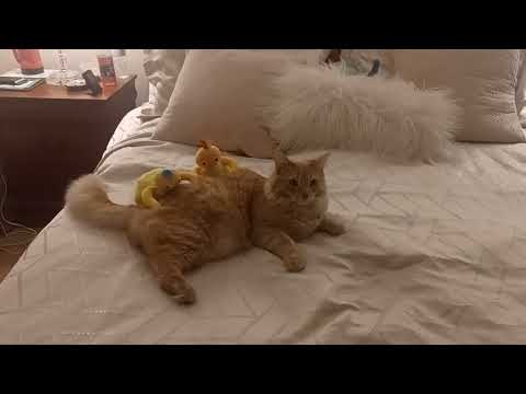 Chickedy and Chick petting Chester