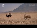 Satwa Liar Di Afrika Barat Documentary National Geographic