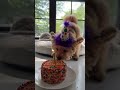 Happybirthday Music Pomapoo Pomapoobarney