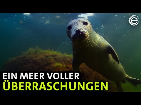 Die Ostsee – Von Dänemark bis Lettland | Erlebnis Erde