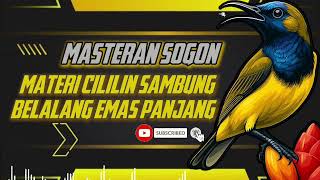 Download lagu MASTERAN SOGON‼️ MATERI CILILIN SAMBUNG BELALANG EMAS PANJANG!! #sogon #sogongacor #sogokontong mp3