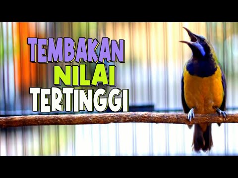 CUCAK CUNGKOK GACOR FULL TEMBAKAN NILAI TERTINGGI DI ARENA LOMBA