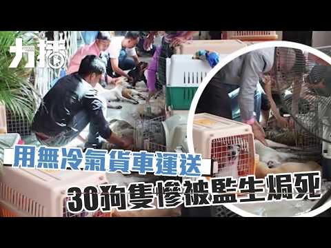 30隻狗狗慘被監生焗死 30隻狗狗慘被監生焗死