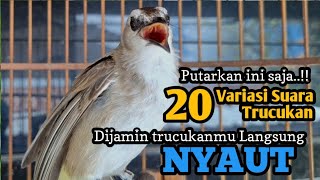 Download lagu 20 Jenis suara trucukan ini AMPUH  buat pancingan & masteran semua jenis burung trucukan agar GACOR  mp3