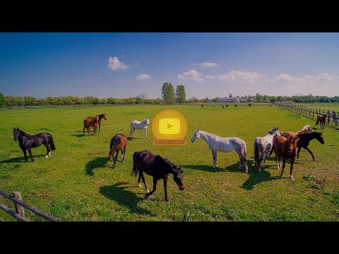 Video 11 aus  Bernsteinreiter Hirschburg